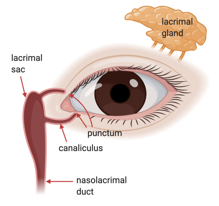 services, Lacrimal, ท่อน้ำตาอุดตัน, Nasolacrimal Duct Obstruction